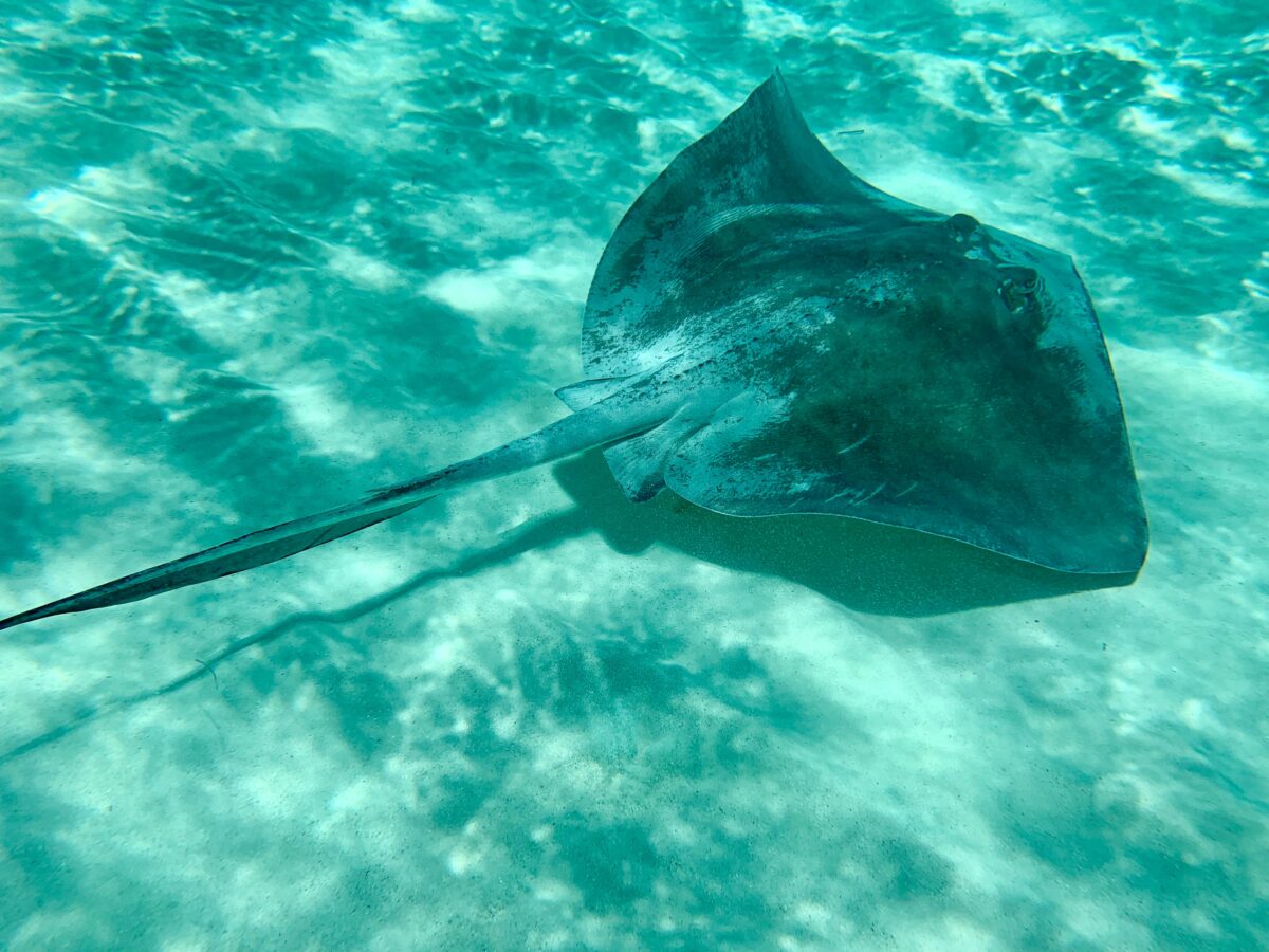 sting ray in blue water