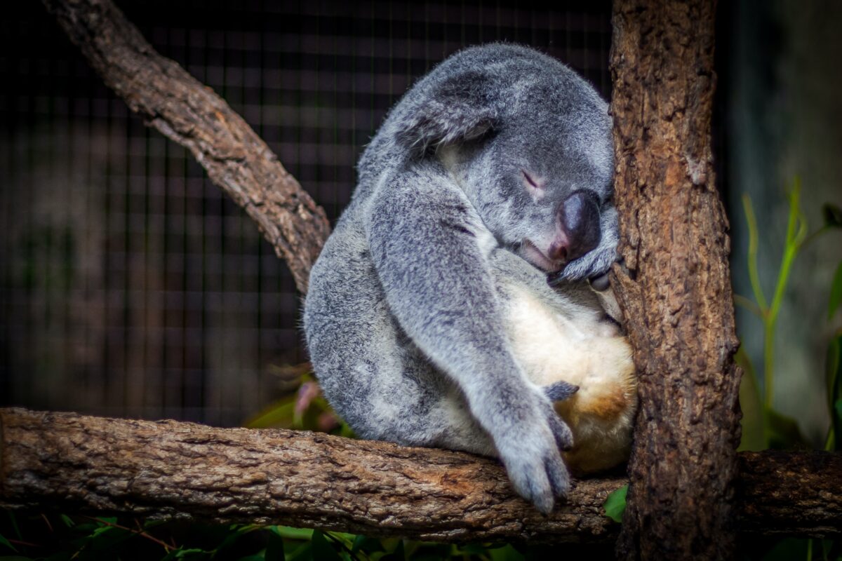 lazy koala