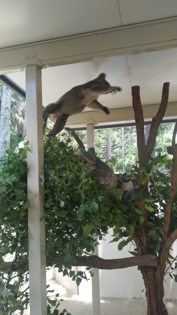 jumping koala